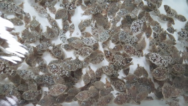 bd0f56305f390510a269b9aba199814c_1499567