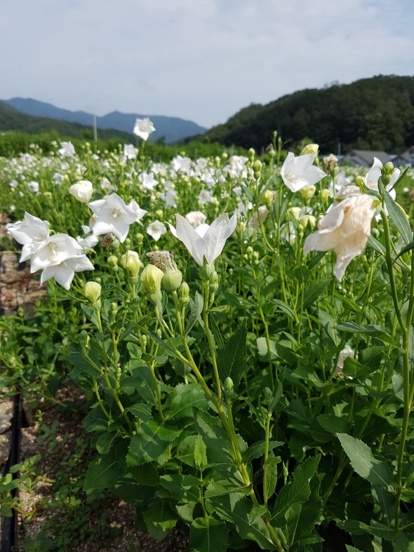 dae0d28adb6e878d727534d894f0cec0_1499851